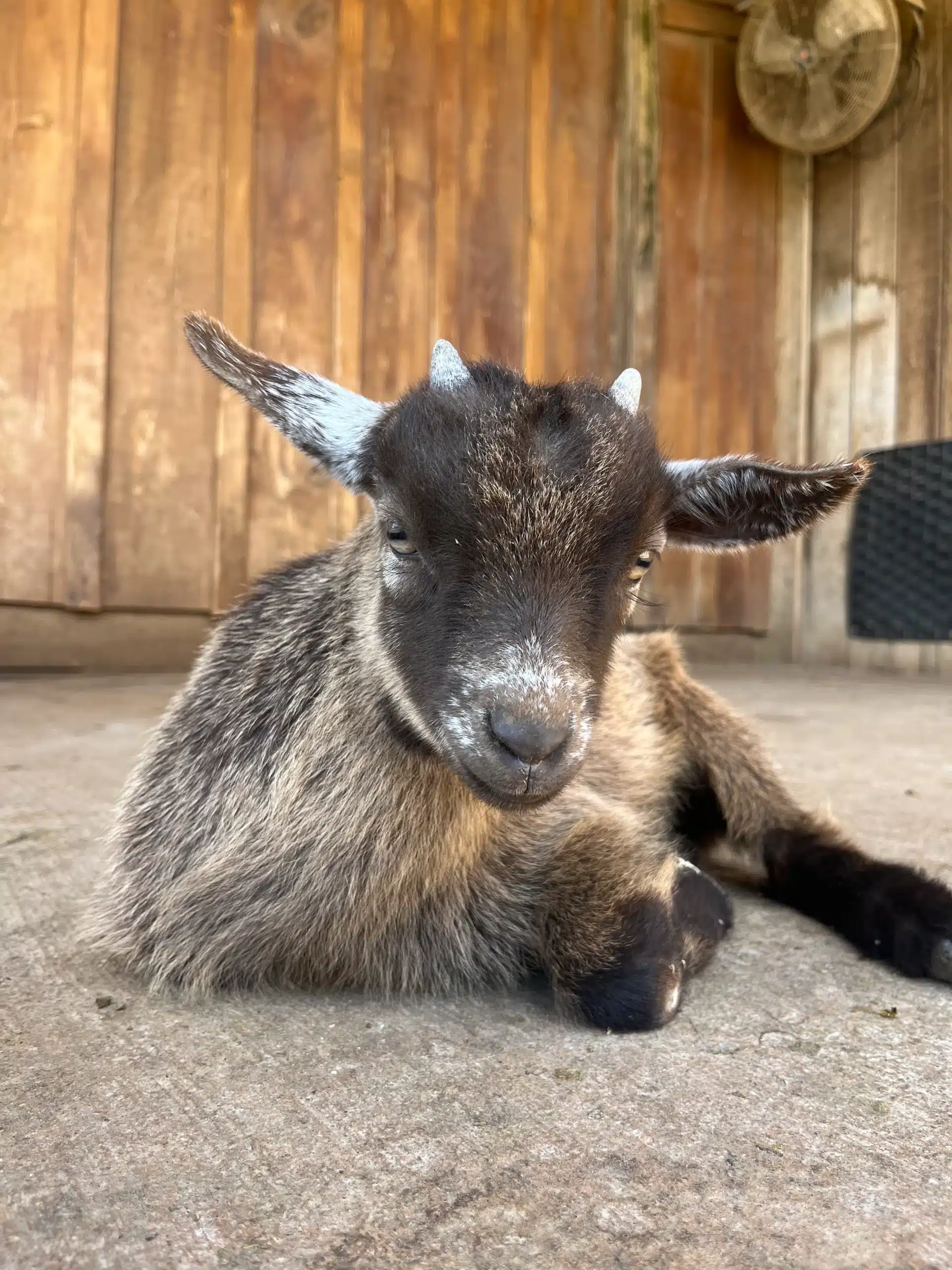 Henry at Fox's High Rock Farm